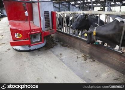 black and white cows in stable wait for food from red feeding robot