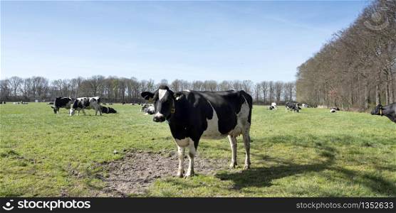 black and white cows in sunny dutch meadow between trees in province of utrecht in the netherlands
