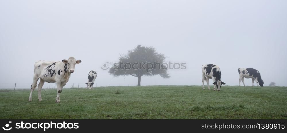 black and white cows in tranquil misty morning meadow near tree silhouette in luxemburg