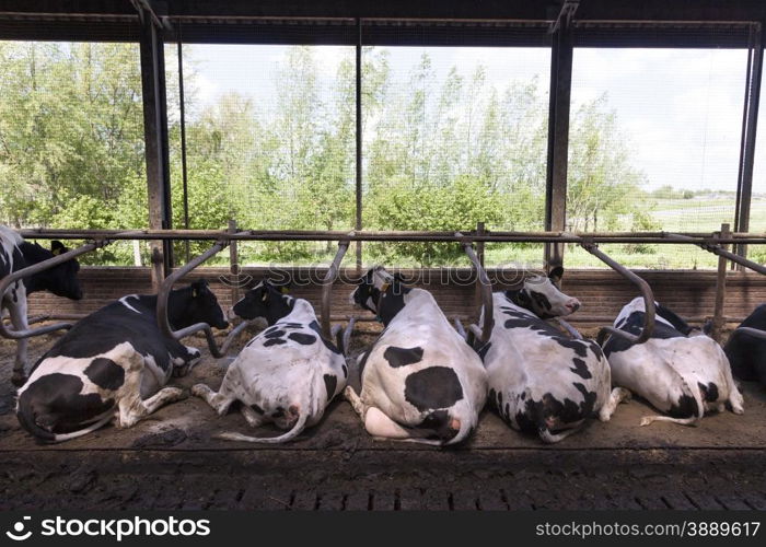 black and white cows lie in open stable with green background