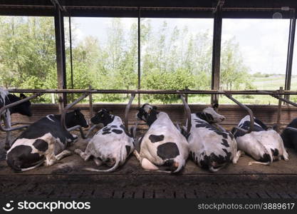 black and white cows lie in open stable with green background