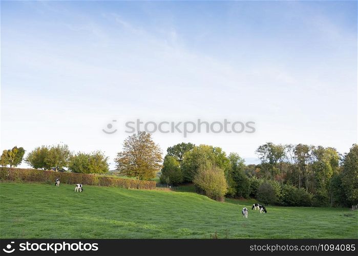 black and white cows on cauberg near valkenburg in dutch province of south limburgh on sunny day in the fall