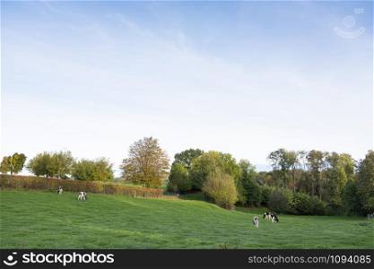 black and white cows on cauberg near valkenburg in dutch province of south limburgh on sunny day in the fall