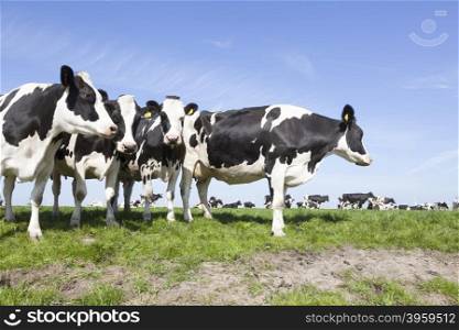 black and white cows stand and look in sunny dutch green meadow on beautiful day in Holland