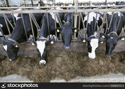 black and white cows stick their heads through stable bars to eat