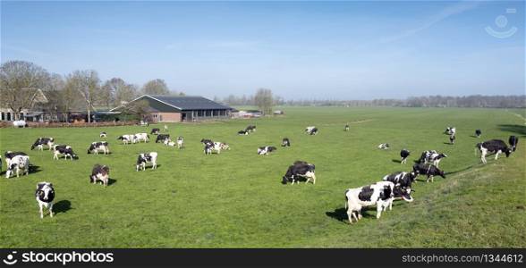 black and white cows under blue sky in dutch green grassy meadow on sunny spring day nin the netherlands