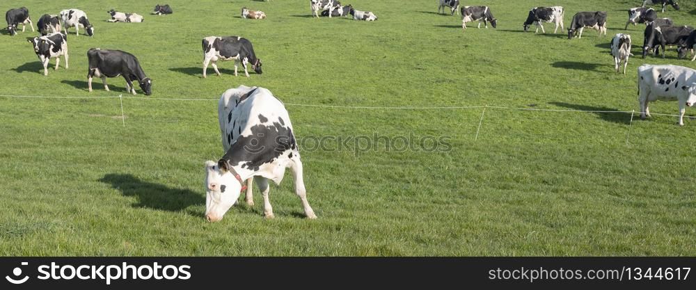black and white cows under blue sky in dutch green grassy meadow on sunny spring day nin the netherlands