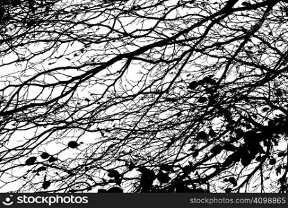 Black and White Cut Out of Branches