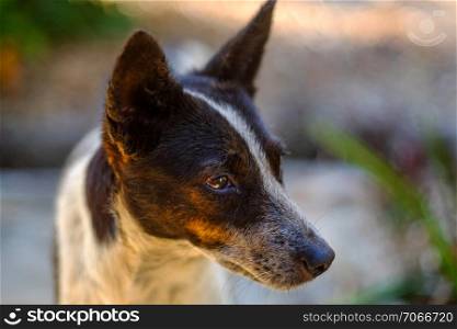 Black and white dog headshot on bokeh blur background