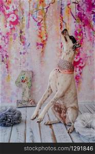 Black and white domestic Pointer mixed with Dalmatian dog on pink background with pink satin scarf around its neck. Big figure of number one stand on back. Celebrates dogs first birthday