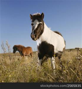 Black and white Falabella miniature horse with brown Falabella miniature horse iin background standing in field.