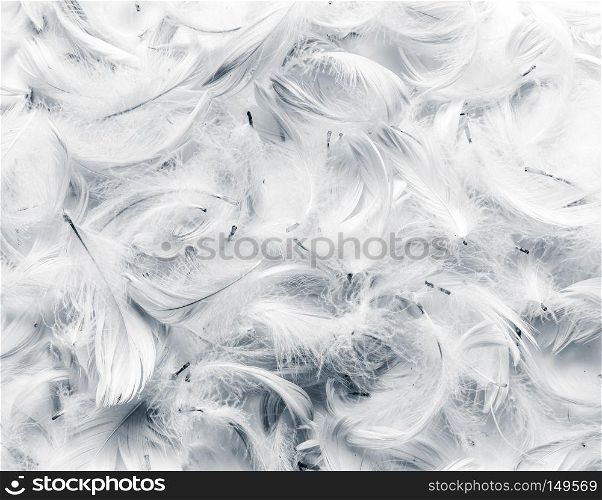 Black and white feathers background. Soft, delicate concept. Black and white feathers background.