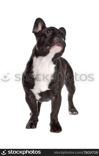 Black and white French Bulldog. Black and white French Bulldog in front of a white background