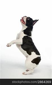 Black and white French Bulldog standing on hind legs in white studio