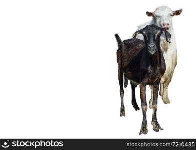 Black and white Goats with long ears isolated on white background. Goat standing full length cut out. Farm animals. Copy space.. Black and white Goats with long ears isolated on white background. Goat with long ears standing full length cut out. Farm animals. Copy space.