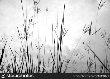Black and white grass of the field. And the sky or the dark.