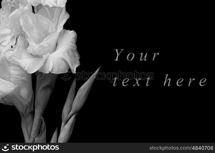 Black and white greeting card with gladiolus on black background