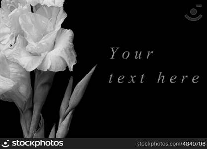 Black and white greeting card with gladiolus on black background