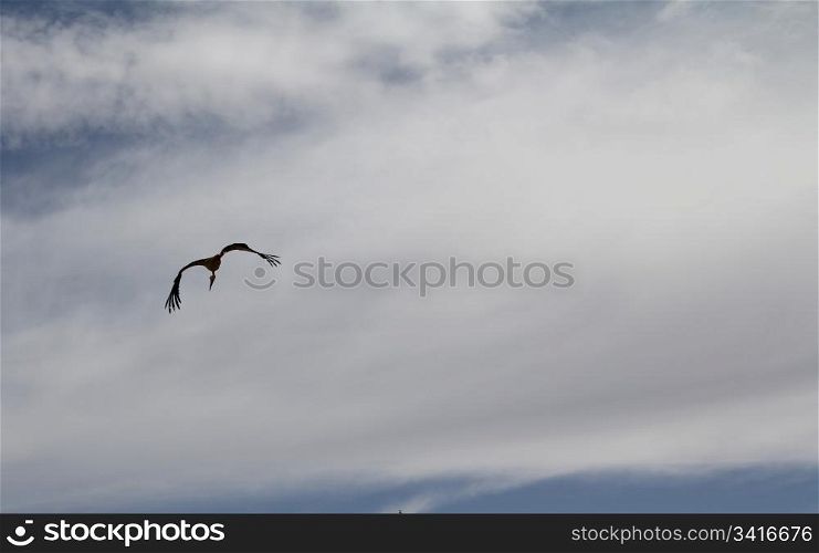 Black and white heron flying