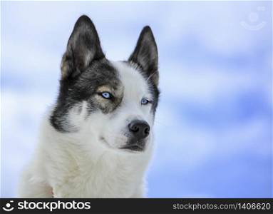 Black and white husky dog portrait with blue eyes in sky background