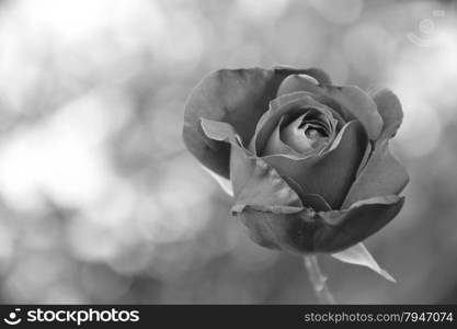 black and white image of a rose bud with a bokeh background