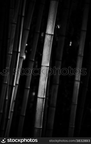 Black and white image of bamboo forest