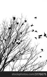 Black and white image of birds flying off a tree