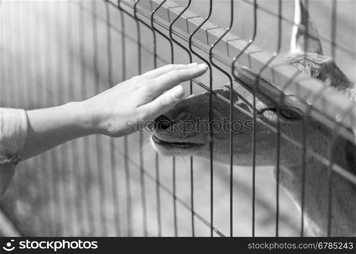 Black and white image of hand caressing deer through metal fence in the zoo