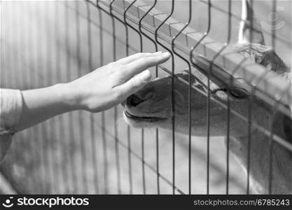 Black and white image of hand caressing deer through metal fence in the zoo