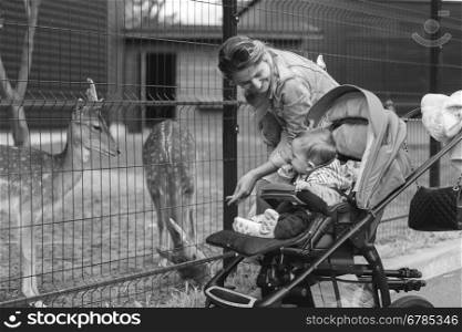 Black and white image of happy young mother walking with her baby boy in pram at the zoo
