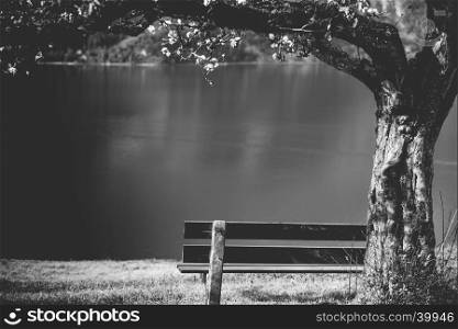 Black and white image with a wooden bench under a flourishing tree, on the high shore of the lake Walensee in the Swiss Alps. Picture taken near the village Unterterzen, Switzerland