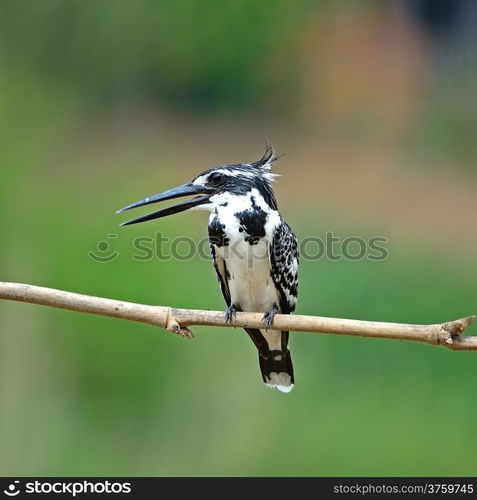 Black and white Kingfisher, female Pied Kingfisher (Ceryle rudis), standing on a branch, breast profile