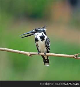 Black and white Kingfisher, female Pied Kingfisher (Ceryle rudis), standing on a branch, breast profile