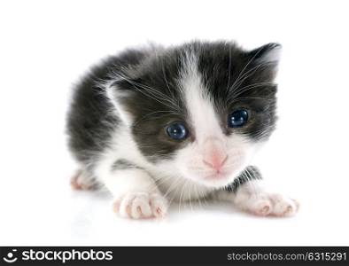 black and white kitten in front of white background