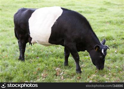 black and white lakenvelder cow grazes in dutch meadow near Amersfoort
