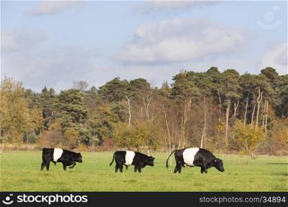black and white lakenvelder cow in dutch meadow near Amersfoort and two bull calves walk