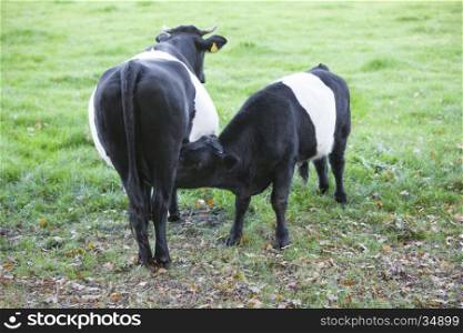 black and white lakenvelder cow in green dutch meadow near Amersfoort with drinking calf
