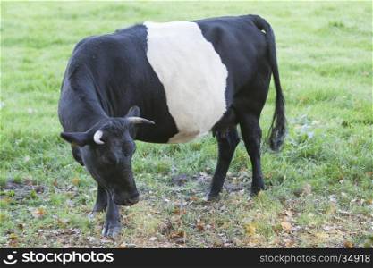 black and white lakenvelder cow stands in dutch meadow near Amersfoort