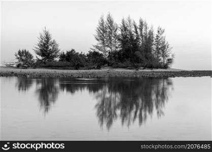 Black and white landscape of sea pine trees reflecting against the water surface on a rainy day