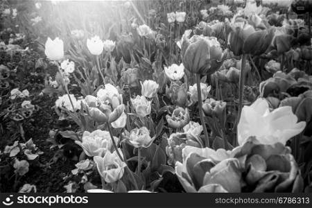 Black and white landscape of tulips growing on flowerbed at sunny day