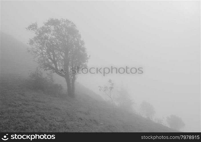 black and white landscape with tree