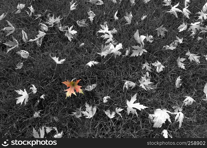 Black and white leaves on grass with one showing last fall colors