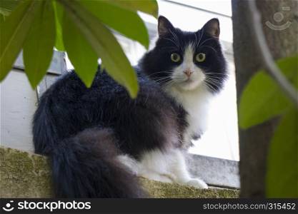 Black and white long haired pet cat sitting on a wall