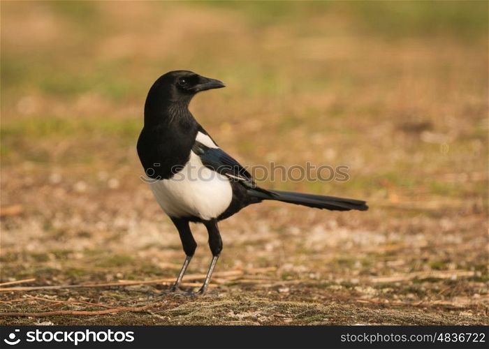 Black and white magpie in the nature