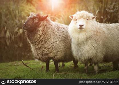 black and white merino sheep in rural farm new zealand