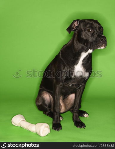 Black and white mixed breed dog sitting with big rawhide bone.