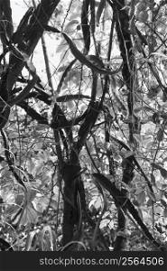 Black and white of tree with vines and grass.