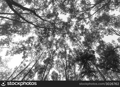black and white of tropical forest