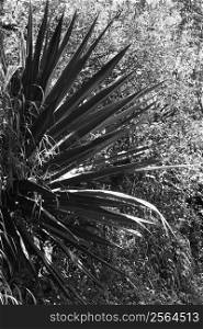 Black and white of yucca plant.