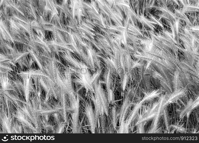 Black and White overgrown grass, gone to seed, blowing in the wind